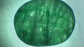 Natural Emerald Inclusions