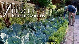 Planting an Edible Garden  Filolis Fruitful Garden