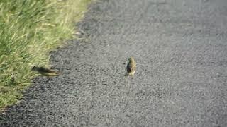 yellow wagtails