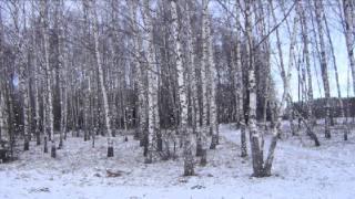 Birch Trees Still w Snow Number 1