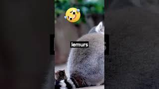 7 Weird Facts About #Madagascan #Lemur Crazy Fact About #Animals #shorts