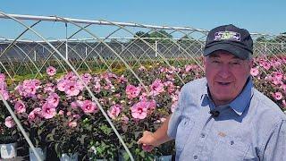 Easy Garden Color - All You Need To Know About Hardy Perennial Hibiscus & Our TOP 12 Selections 