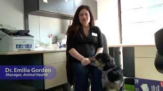 Tip Tuesdays General Dog Care