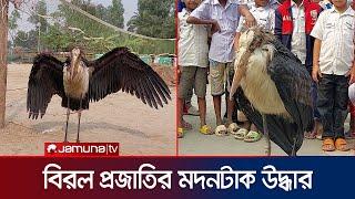 ধানক্ষেতে অসুস্থ মদনটাক উদ্ধার  Modontak  Jamuna TV