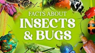 Cool Bug Facts & Other Insect Facts You Have To Know