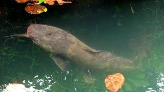 big african catfish african mushi iritty kannur kerala india