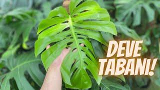 Deve Tabanı Bakımı  Monstera Bakımı  Deliciosa & Adansonii