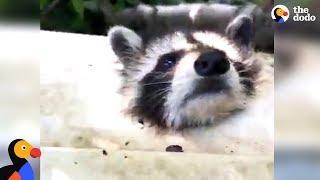 Raccoon Gets His Head Stuck In Tiny Hole  The Dodo