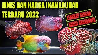 JENIS IKAN LOUHAN DAN HARGANYA TERBARU 2022  PECINTA IKAN HIAS WAJIB NONTON 