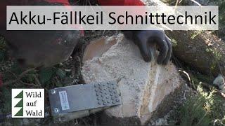 Fichten Schneedruck GEBROCHEN aufarbeiten mit Forstreich TR 24 - Husqvarna 550 xpg #wildaufwald