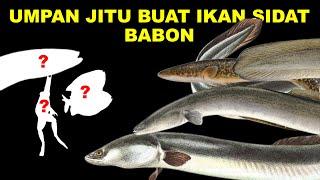 UMPAN PALING JITU BUAT MANCING TAJUR IKAN SIDAT PADA MALAM HARI 