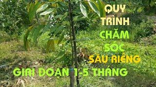 QUY TRÌNH CƠ BẢN CHĂM SÓC SẦU RIÊNG TỪ TRỒNG ĐẾN 5 THÁNG TUỔI@SAURIENGMIENTAY