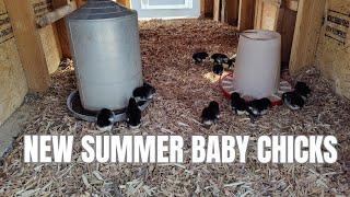 Getting Ready for Baby Chicks on the Homestead in Summer Heat