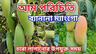 ব্যানানা ম্যাংগো আম  আমের জাত banana mango