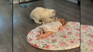 Moment mother cat tries to introduce kitten to family baby