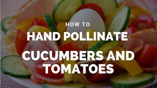 How To Hand Pollinate Cucumbers and Tomatoes View in HD