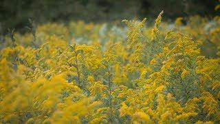 So Many Goldenrods So Little Time