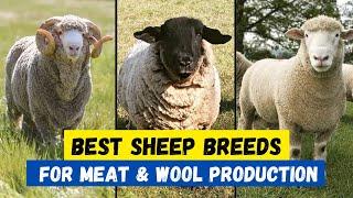 Top 10 Best Sheep Breeds For Meat & Wool Production  Profitable Sheep Breeds