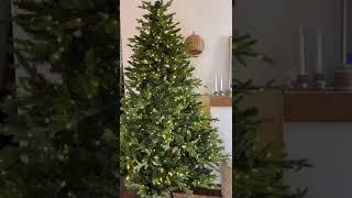 Christmas tree set up easy as 1 2 3 with King of Christmas - King of Christmas Shorts