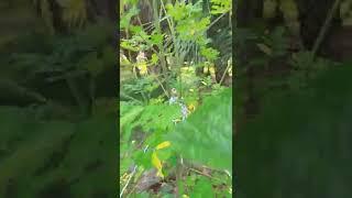 Update Video Moringa Growth After Topping