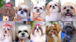 10 best grooming  for shih tzu️️