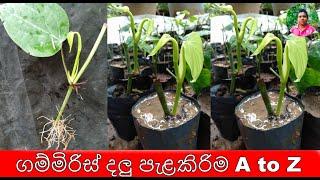 ගම්මිරිස් දලු පැළකිරිම A to Z    Pepper vines. Planting A to Z  ගම්මිරිස් දලු  පැලකිරිම gammiris