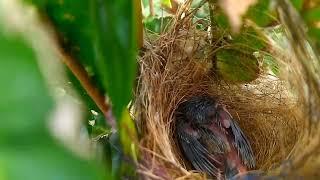 Panen perdana anakan ciblek cristal Di kandang aviary