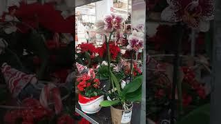 75% Discount Orchideen