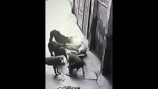 Doberman & Rottweiler vs Owner