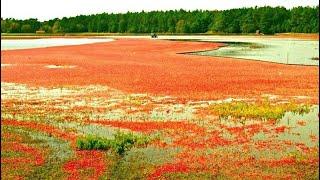 НЕ ОЖИДАЛ ЧТО НА ЭТОМ БОЛОТЕ ПОЛНО ЯГОД КЛЮКВУ ХОТЬ МЕШКАМИ СОБИРАЙ КАК БЫСТРО ПЕРЕБРАТЬ ЯГОДУ