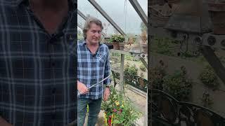 David Domoney Tap the flower - the secret to growing tomatoes #gardening #garden #plantingtips