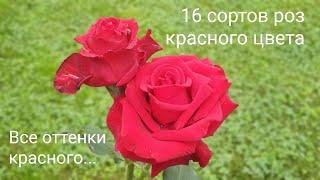 Красные розы розы в саду 16 сортов роз красного цвета сезон 2021