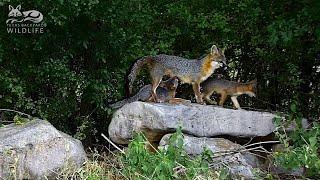 Foxes on the rocks  A mama fox and 3 energetic kits