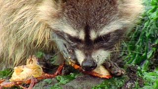 Raccoon Vs Rock Crab  Blue Planet  BBC Earth