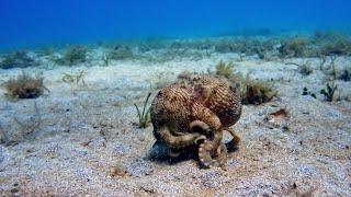 The Octopus with Nine Brains  Spy In The Ocean  BBC Earth