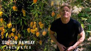 Uncovering the Worlds Most Exotic Mangoes  Gordon Ramsay Uncharted