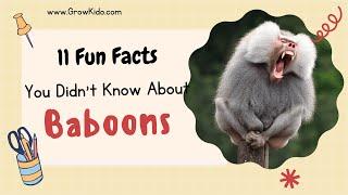 11 New Baboon Facts You Didnt Know Must Check #5