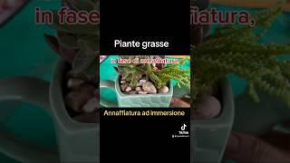 Annaffiatura ad immersione #plants #garden #flowers #succulent #gardening