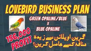 Green Opaline into Blue Opaline Business Feasibility #opaline #lovebirds #birds #trending #viral