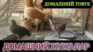 ДОМАШНИЙ ТОВУКДОМАШНИЙ ЖУЖАЛАР