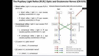 The Pupillary Light Reflex  Structure & Clinical Interpretation