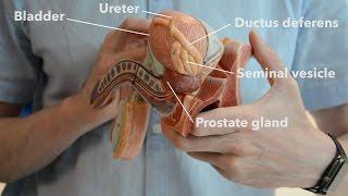 Male reproductive system - the path of ejaculation