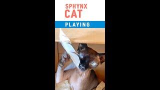 Sphynx Cat Playing with Feather  #shorts