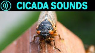 CICADA SOUNDS - Sound Effect of Cicadas in Summer at Night - Sounds of Cicada Chicharra Campanero