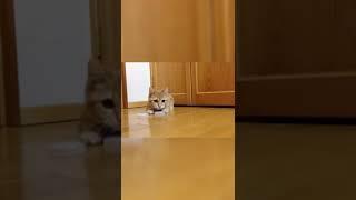 Very funny and cute cat clip 7 #shorts #beta #funnycatvideo2021