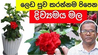 විශ්මිත ඔසුගුණ පිරි මෙහෙම මලක් ඔබ දන්නවද? How to Grow Hibiscus from CuttingsCeylon AgriEpisode 199