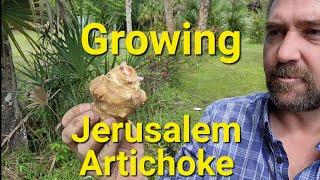 Growing Jerusalem Artichoke or Sunchokes