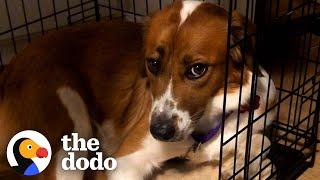 Rescue Dog Stayed in Her Crate For Five Days Until She Realized She Was Home  The Dodo