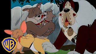 Tom & Jerry  Best of Dogs ️  Animals Month  Classic Cartoon Compilation  @wbkids​