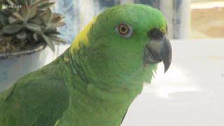 Police called after Florida parrots help me chants